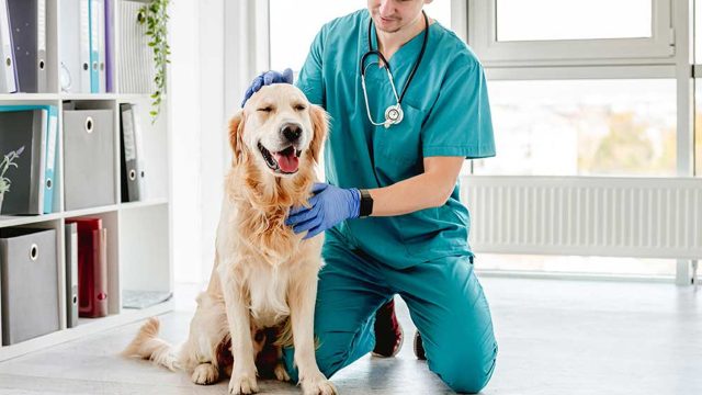 Pets and Pet Care